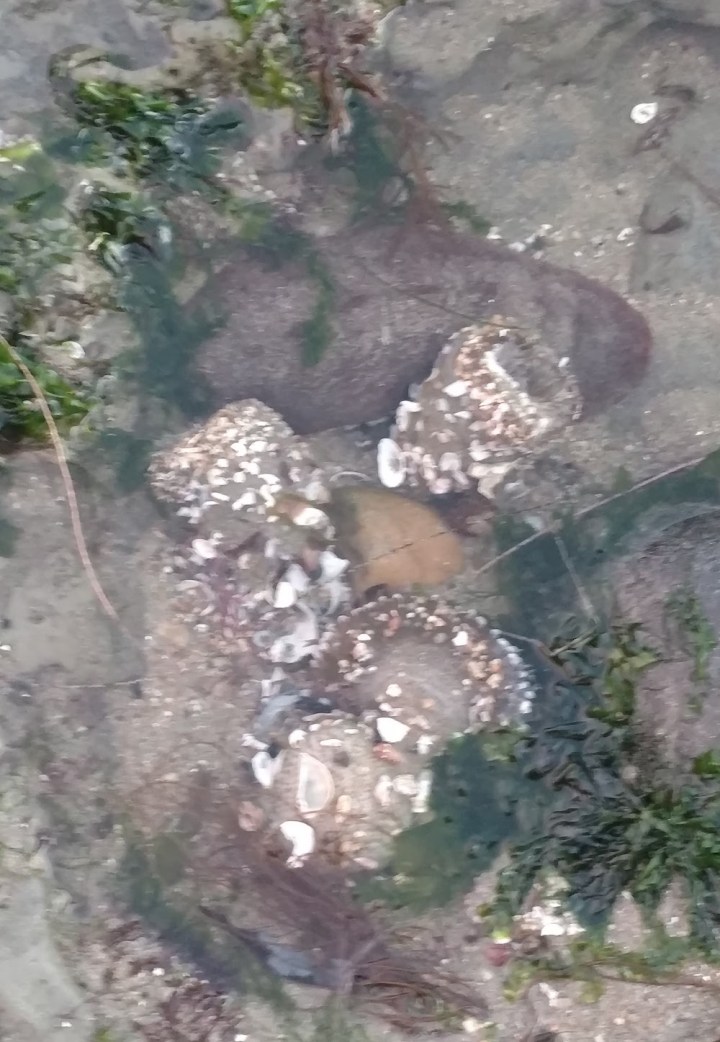 pacific-tidepool-animals