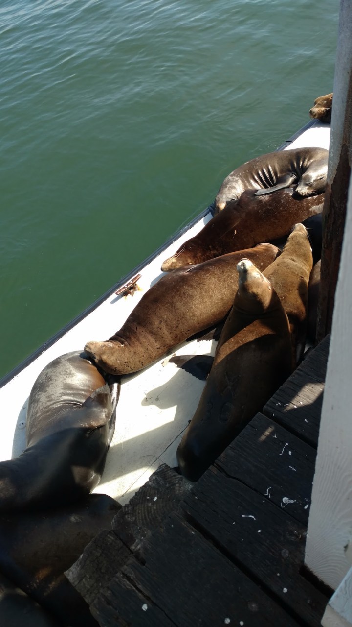 sealions-wharf-tour