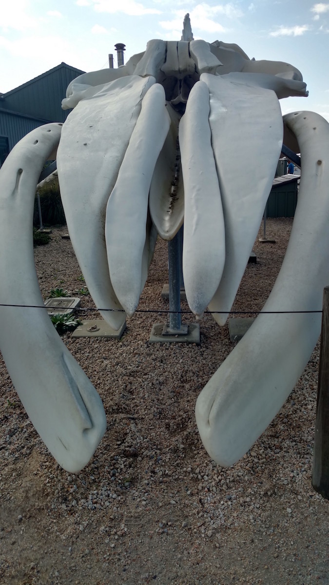 bluewhale-skeleton-front-small