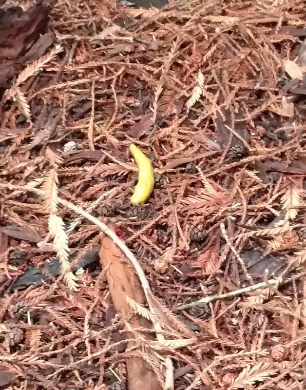 first-banana-slug