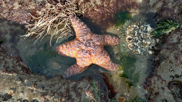 Ochre Star March 2017