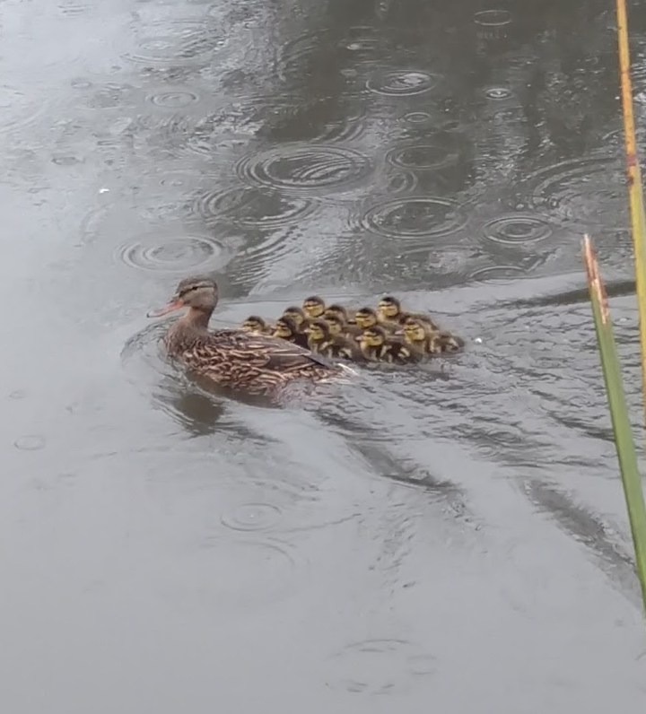 baby mallards