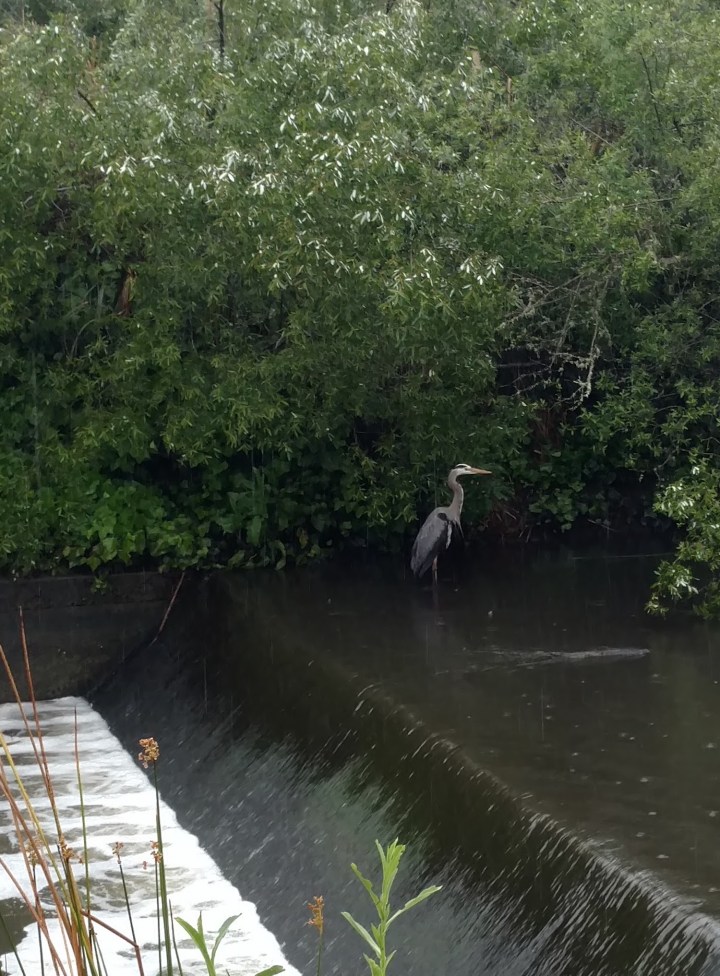 heron on weir