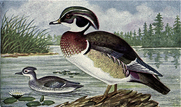 Reed-wood-duck