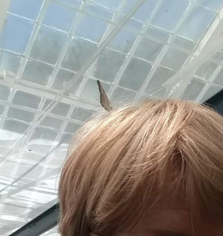 Butterfly on my head