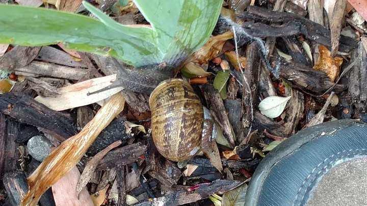 large snail leaf 2017 June