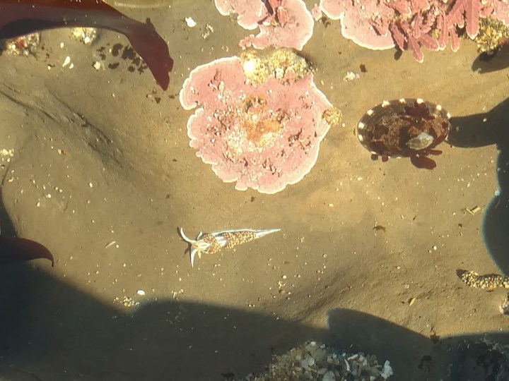 limpet and nudibranch 2017 jun
