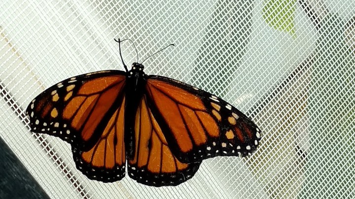Monarch on screen