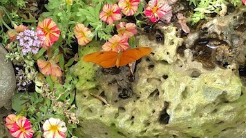 Orange butterfly flowers