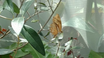 Sandy butterfly leaves