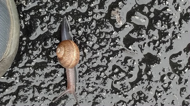 small snail pavement