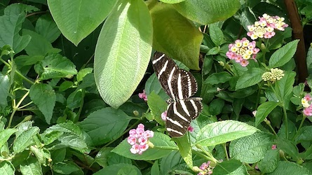 Striped butterfly