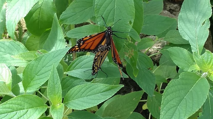 Two Monarchs