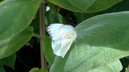 white butterfly with veins