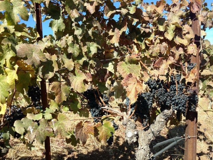 Merlot on vine Oct 2