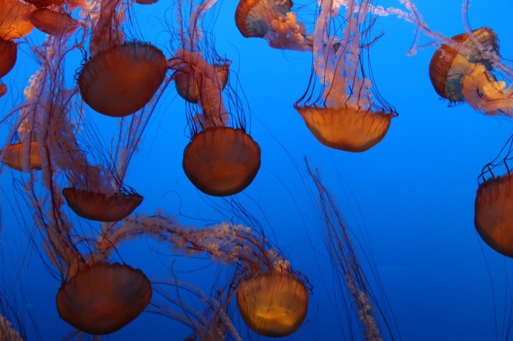 sea nettles MBA 2017