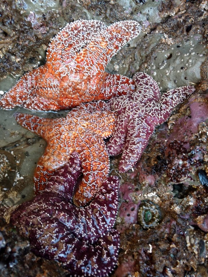 2018Feb1FourOchreStars