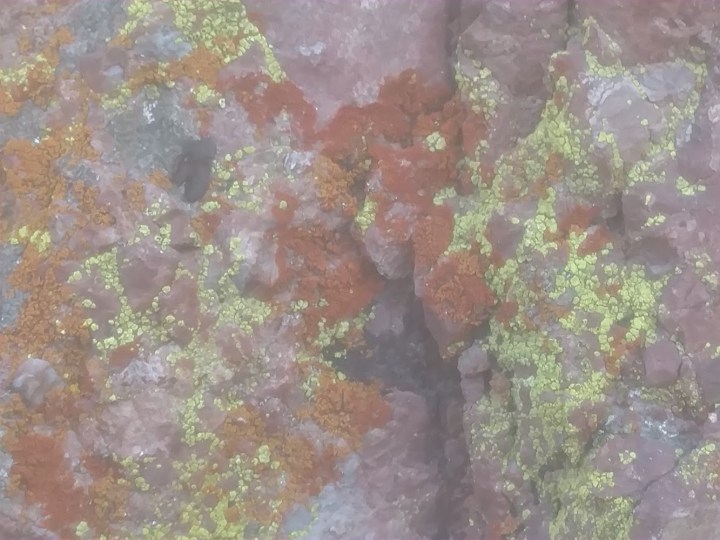 Lichen