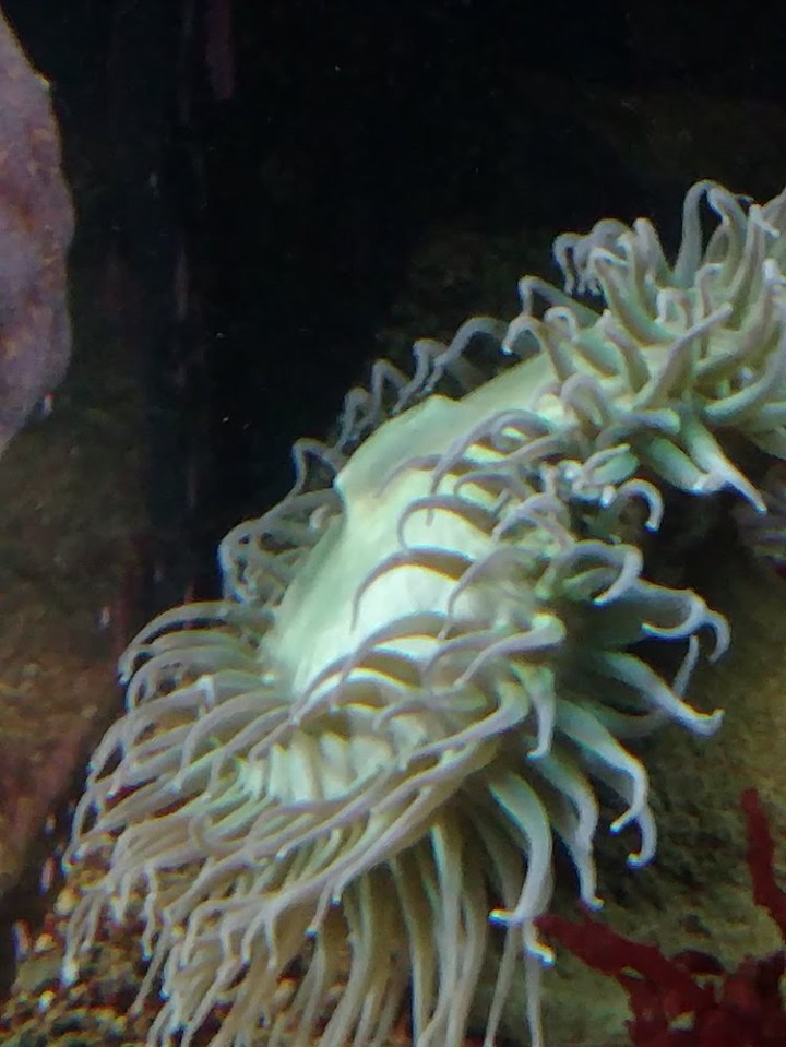 PoutingAnemone.jpg