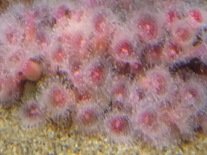 StrawberryAnemones