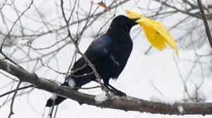 crow with litter