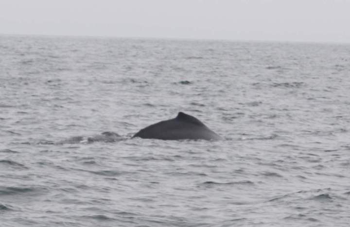 Humpback dorsal fin