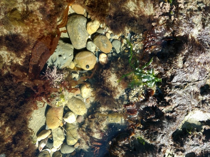 Tiny Snail in rock jumble