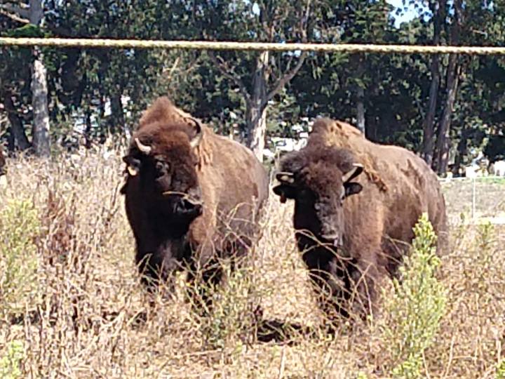 Bison in GGP