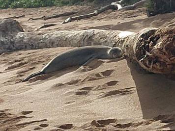 Monk Seal Kauai